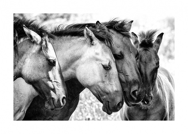 Schwarz-weiß-Fotografie von vier Pferden, die ihre Köpfe aneinanderschmiegen