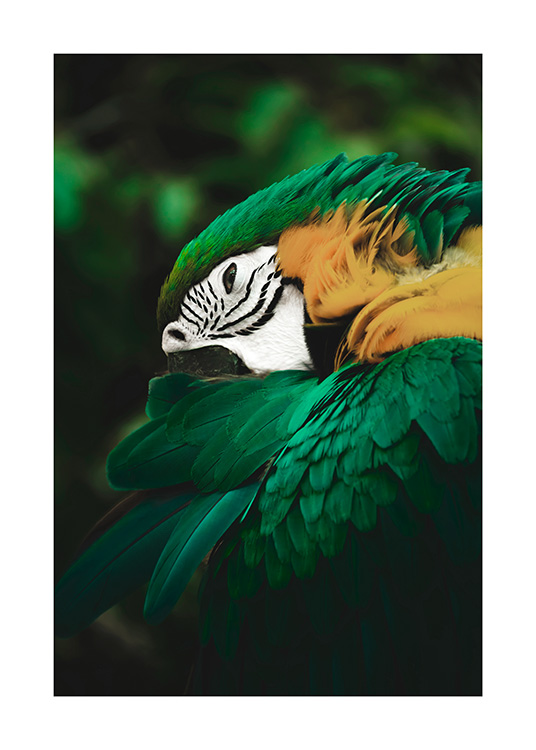 Tierposter: Grüngelber Papagei im Dschungel