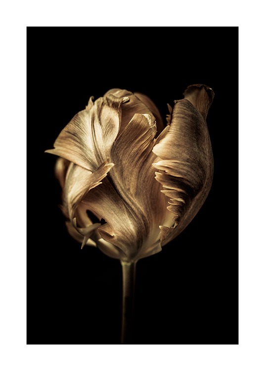  - Fotografie einer mit Gold bedeckten Tulpe vor schwarzem Hintergrund