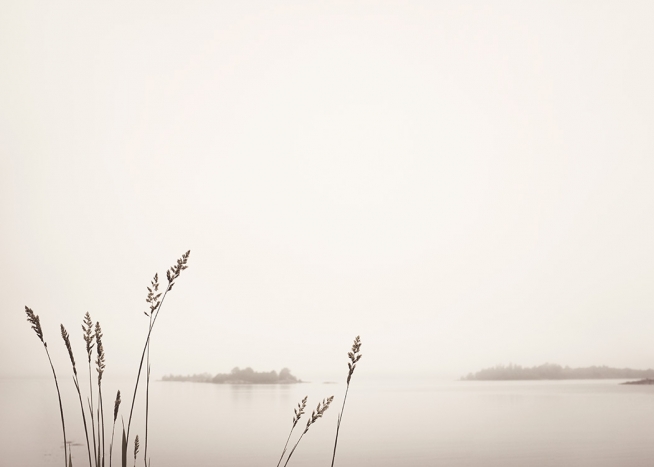  - Fotografie von Schilf vor einem nebeligen See in Beige. Im Hintergrund ein kleiner Wald