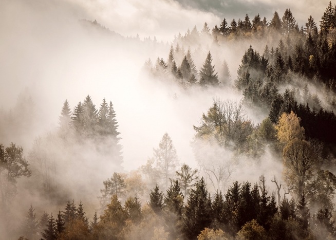  - Fotografie von einem Wald, über dem dichter Nebel hängt