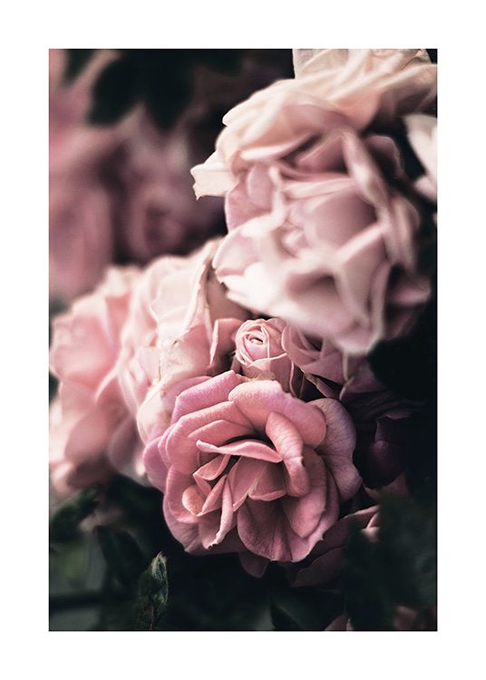  - Nahaufnahme einer Gruppe von rosa Rosen mit einem verschwommenen Hintergrund, auf einer Blüte liegt die Schärfe