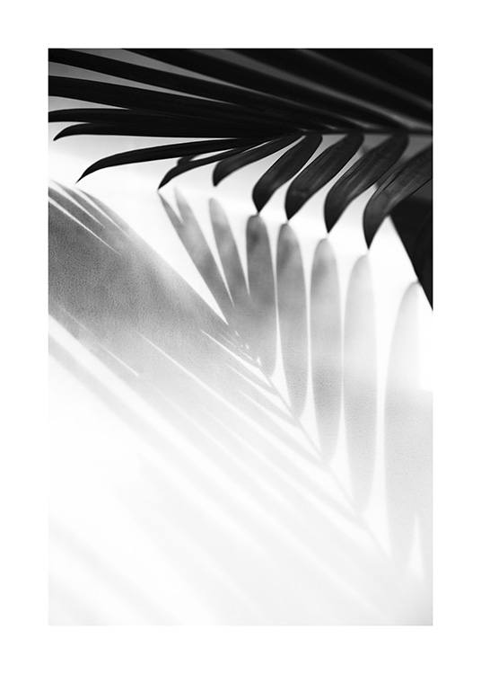  - Schwarz-weiß-Fotografie mit dem Schatten eines Palmblatts