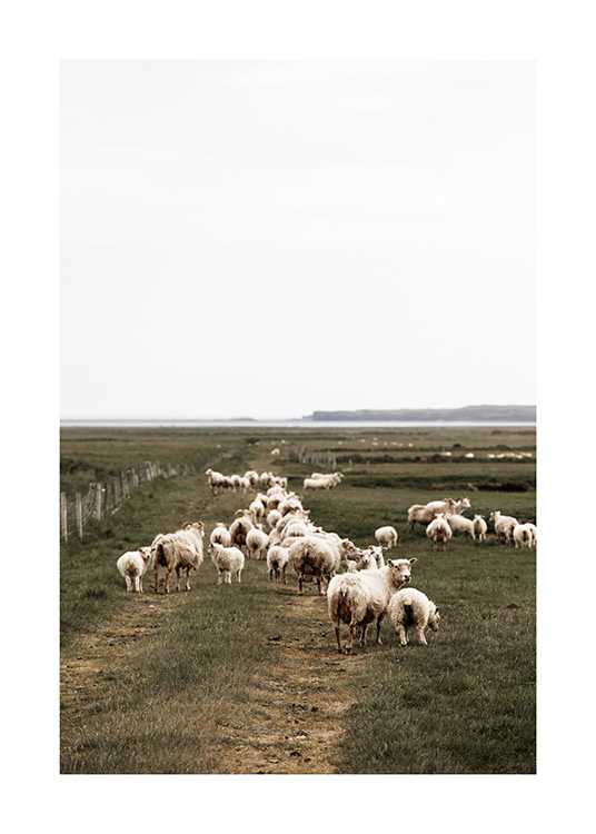  - Fotografie einer großen Schafherde, umgeben von grüner Landschaft auf Island
