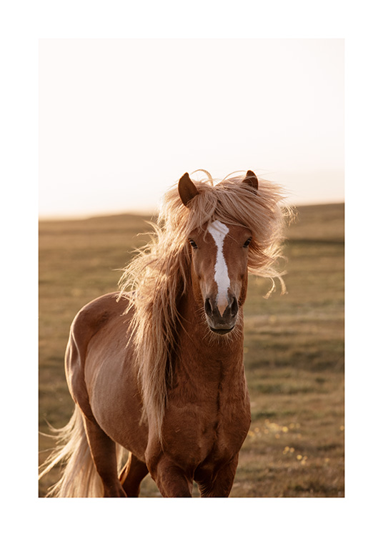  - Fotografie, die ein hellbraunes Pferd auf Island zeigt, im Hintergrund grüne Landschaft