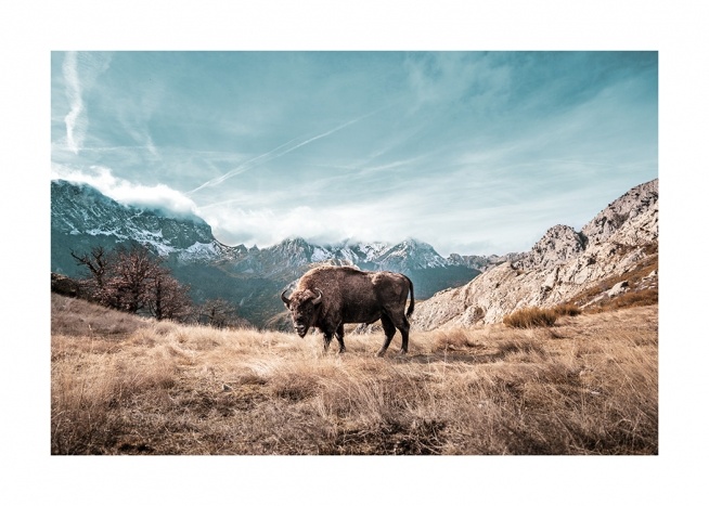 - Naturfotografie mit einem Büffel, der auf einem Feld vor blauem Himmel und Bergen steht