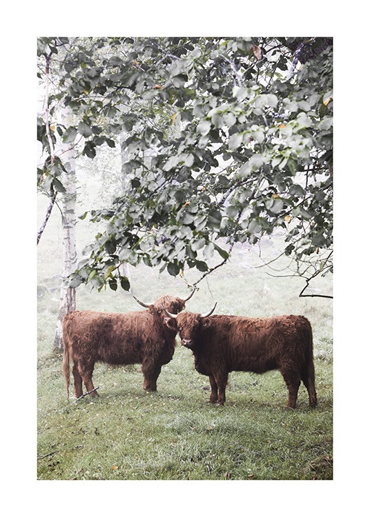  - Fotografie eines Baumes mit hängenden Zweigen auf einer nebligen Wiese, darunter zwei Highland-Kühe.