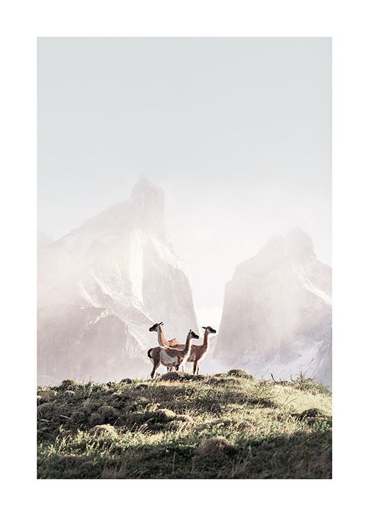  - Naturposter mit drei Guanakos, die zusammen auf einem grünen Hügel stehen, mit nebelbedeckten Bergen im Hintergrund