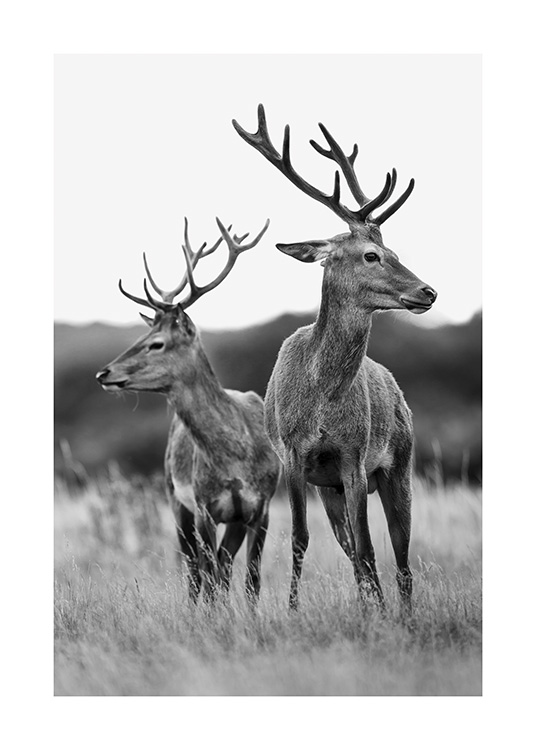 Deer Friends Poster / Tiere bei Desenio AB (13590)