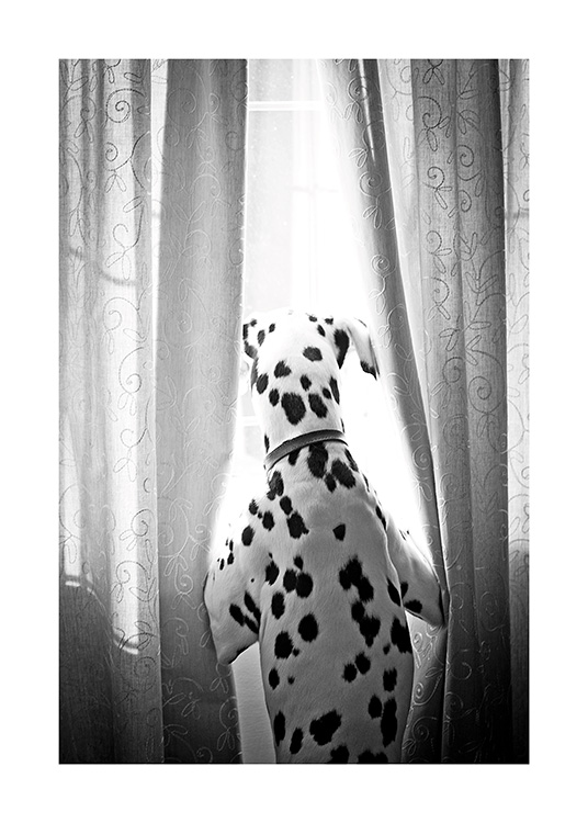 Dog in Window Poster / Haustiere bei Desenio AB (13593)