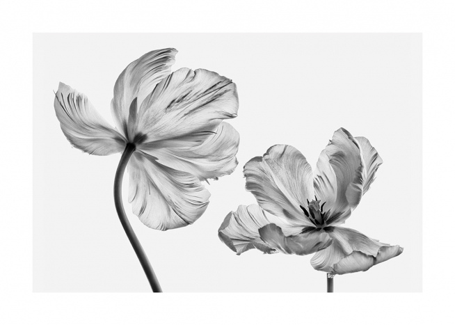 Black and White Tulips Poster / Blumen bei Desenio AB (13613)
