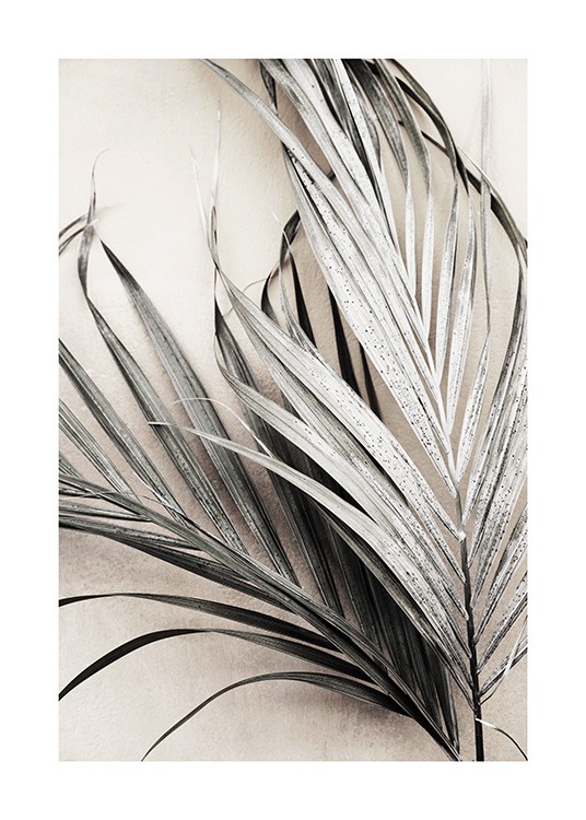 Dry Palm Leaves No3 Poster / Palmen bei Desenio AB (13672)