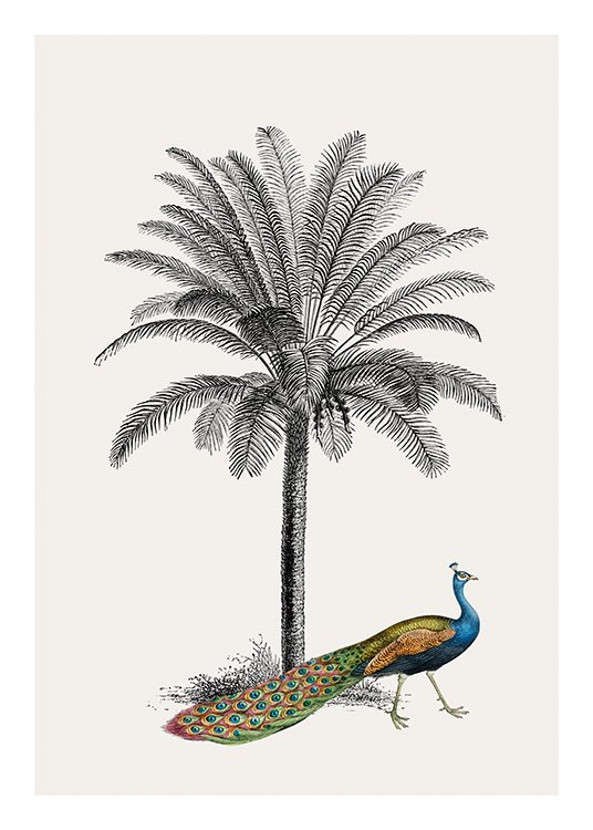 Royal Botanical Peacock Poster / Vögel bei Desenio AB (13733)