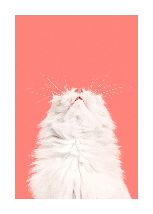 Fluffy Cat Poster / Haustiere bei Desenio AB (13796)