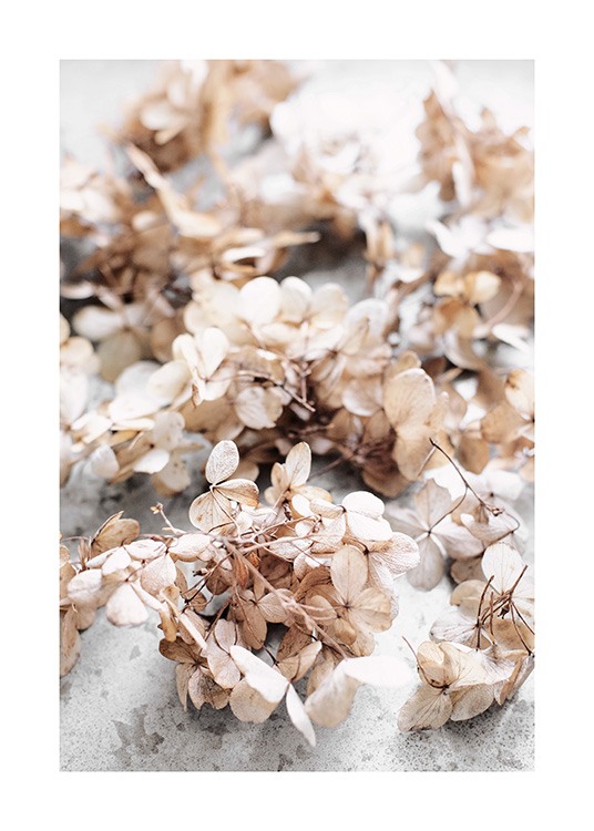 Dried Hydrangea Flowers Poster / Blumen bei Desenio AB (13827)