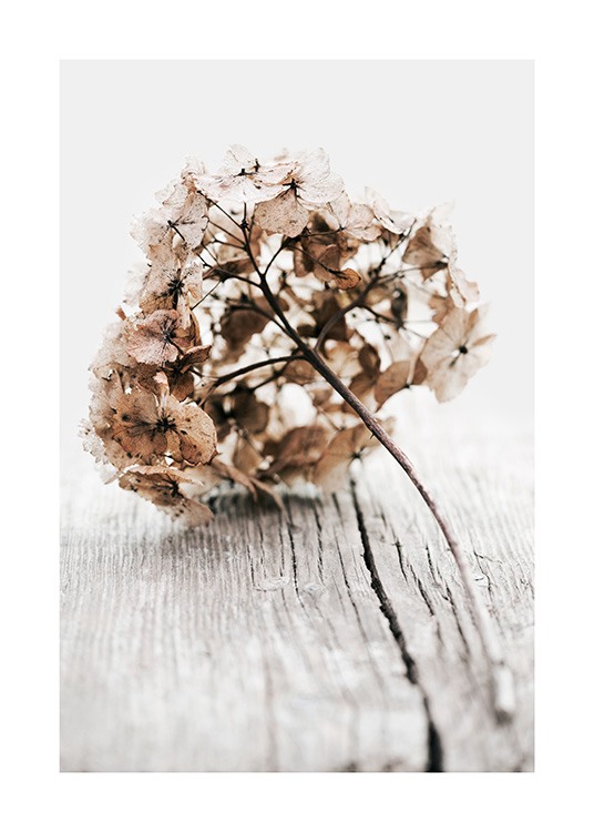  – Fotografie eines getrockneten Hortensienzweigs mit beigen Blättern auf einem Hintergrund mit Holzmaserung