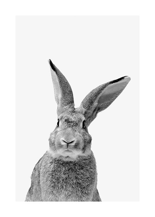 Black and White Rabbit Poster / Tiere bei Desenio AB (13859)