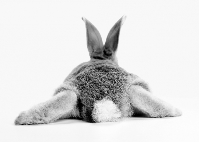 Bunny Behind Poster / Tiere bei Desenio AB (13860)