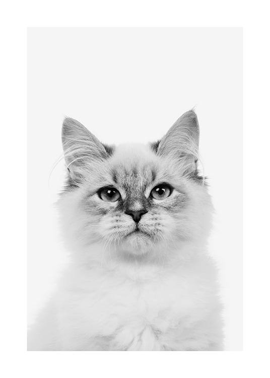 Randoll Kitten Poster / Tiere bei Desenio AB (13862)