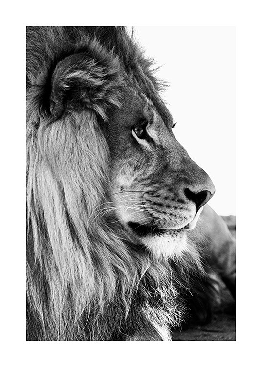 Lion Profile Poster / Löwen bei Desenio AB (13866)