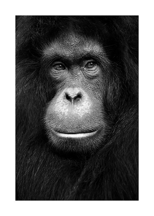 Orangutan Poster / Wilde Tiere bei Desenio AB (13868)