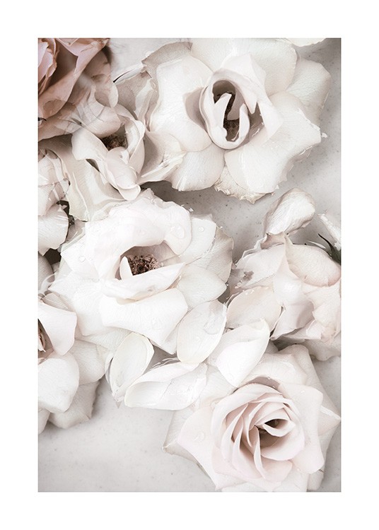Close up White Roses Poster / Blumen bei Desenio AB (13875)