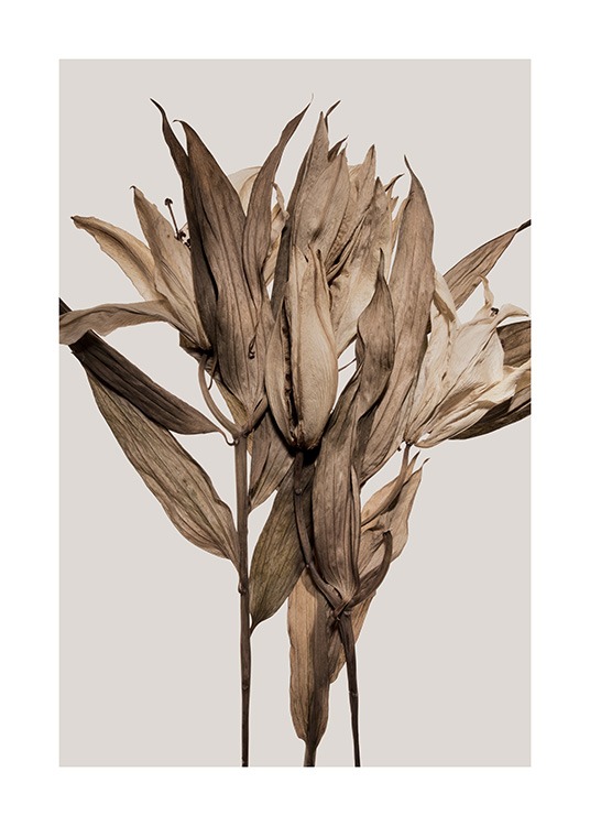  – Fotografie von braunen, getrockneten Blättern und trockenen Lilien vor einem grauen Hintergrund