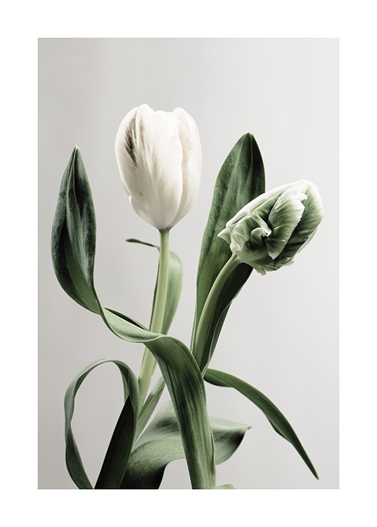  – Fotografie von grünen und weißen Tulpen mit Blättern vor hellgrauem Hintergrund
