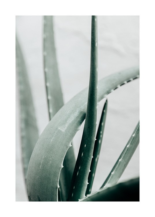  – Fotografie einer Aloe Vera-Pflanze vor hellgrauem Hintergrund
