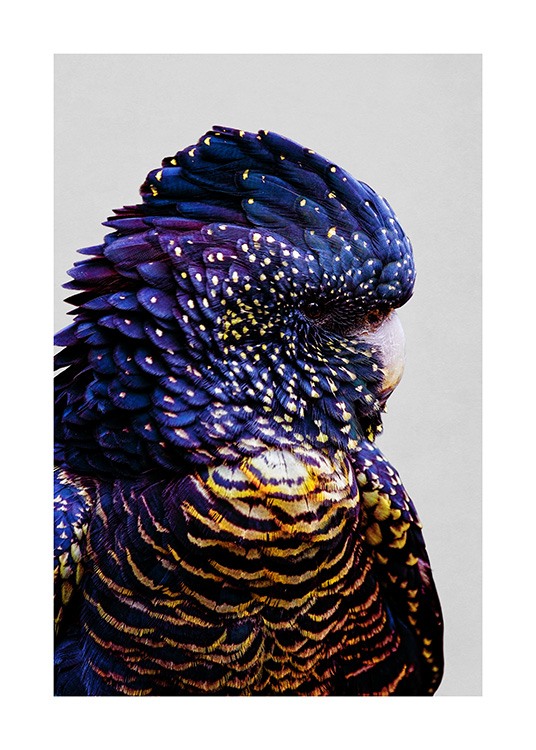  – Fotografie eines Kakadus von der Seite mit gelben und blauen Federn auf grauem Hintergrund