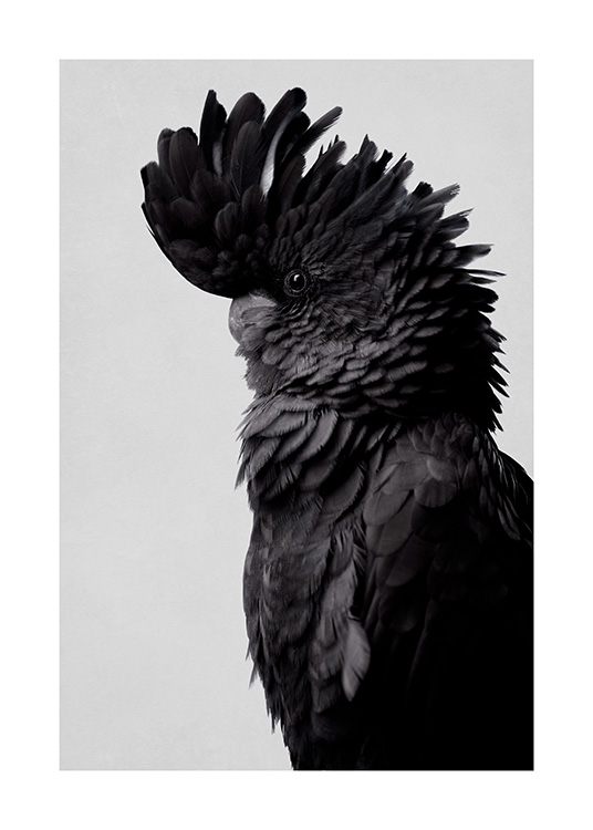 – Fotografie eines Kakadus von der Seite gesehen, mit schwarzen Federn vor einem grauen Hintergrund