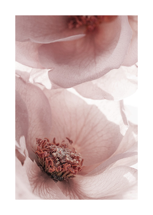  - Fotografie mit der Nahaufnahme von blühenden Gartenblumen in Rosa