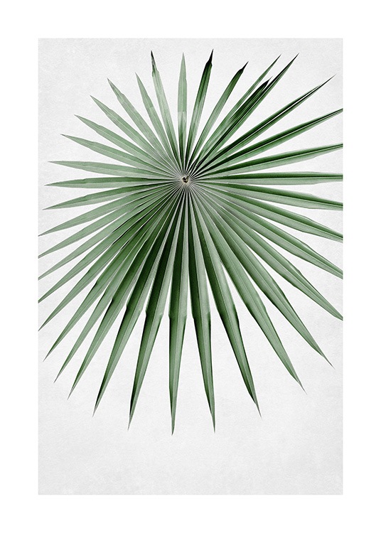  – Fotografie eines runden Palmfächers in Grün mit schmalen, spitzen Blättern