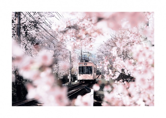  – Fotografie von Kirschblüten und Kirschbäumen, die eine rosa Straßenbahn umranken