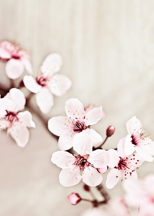  – Nahaufnahme einer rosa Kirschblüte am Zweig vor beigefarbenem Hintergrund