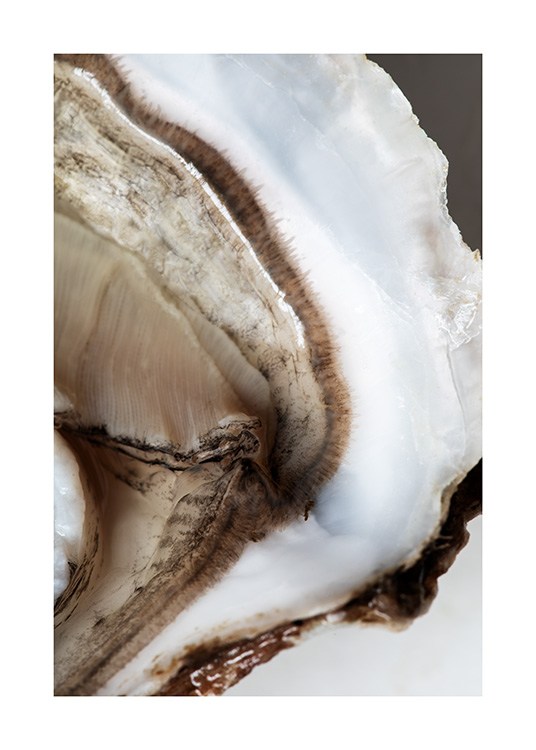  – Fotografie des Inneren einer Auster mit braunem Herzstück und weißen Umrissen