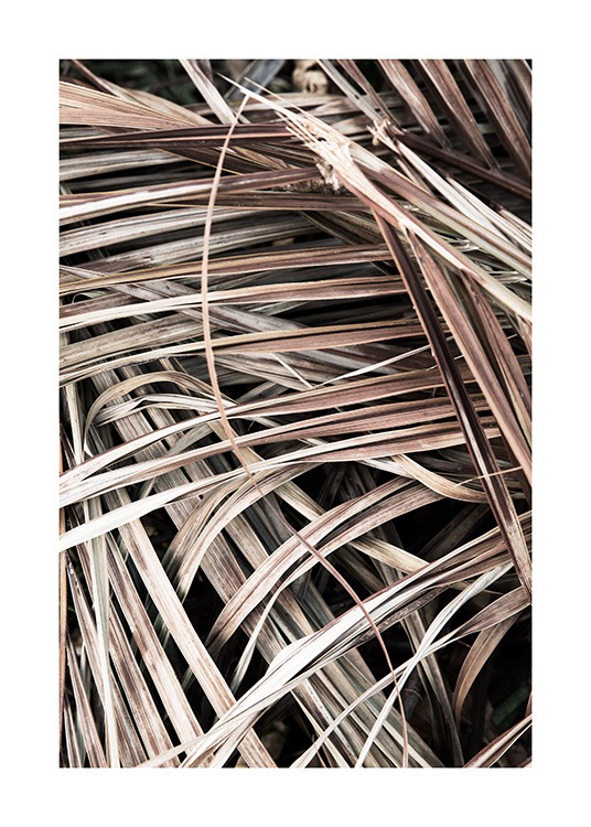  – Fotografie von beigen, verwelkten Palmblättern