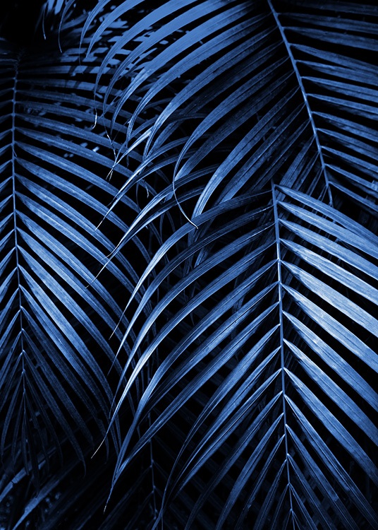  – Fotografie von dunkelblauen Palmfächern