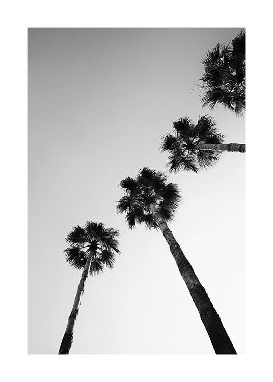  – Schwarz-weiß-Fotografie einer Palmenreihe von unten gesehen