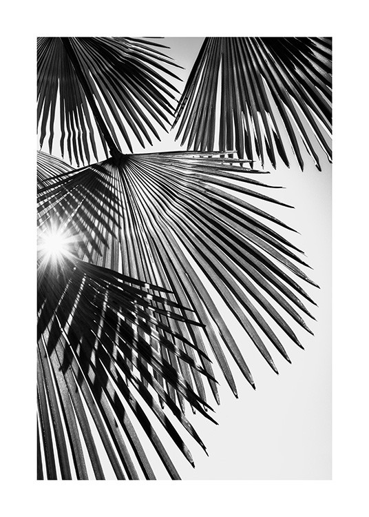  – Schwarz-weiß-Fotografie von Sonnenlicht, das durch gefächerte Palmblätter fällt