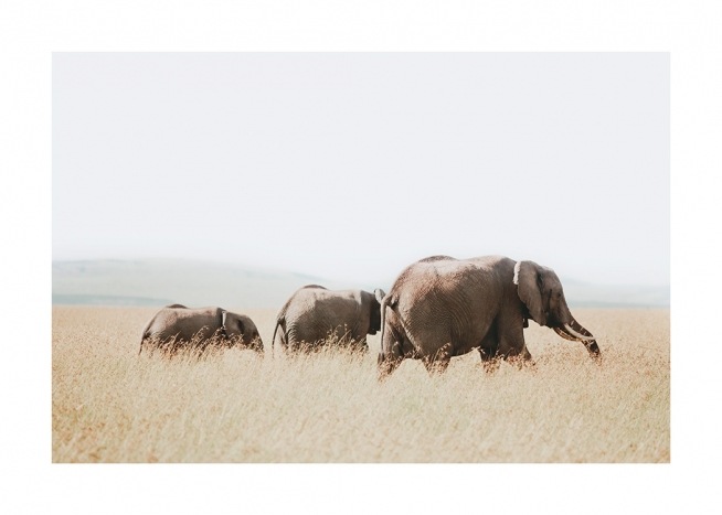  – Fotografie einer Elefantengruppe, die durch die Savanne läuft