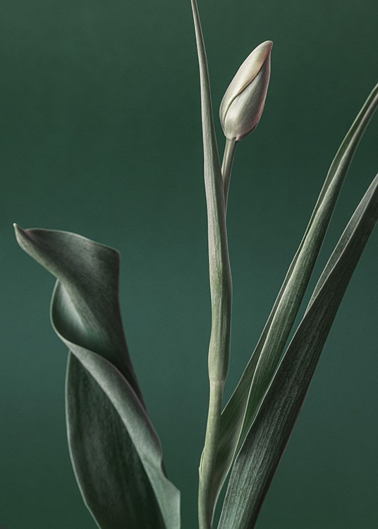  – Fotografie, die eine Tulpe mit einer grünen Knospe und grünen Blättern vor einem dunkelgrünen Hintergrund zeigt