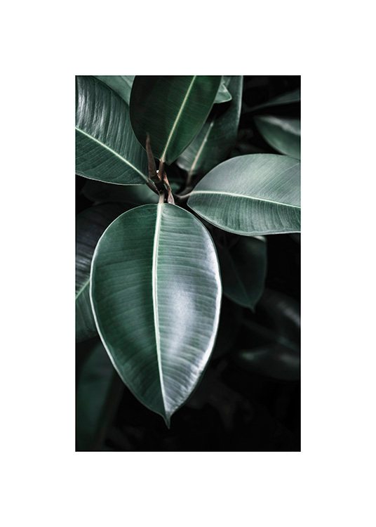  – Fotografie eines grünen Ficus von oben mit dunkelgrünen Blättern