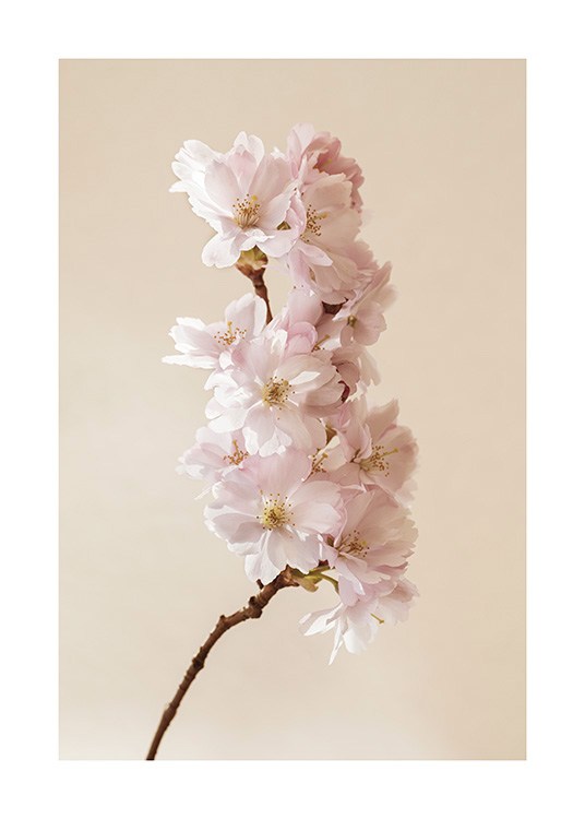  – Fotografie eines Zweigs mit rosa Kirschblüten vor einem beigen Hintergrund