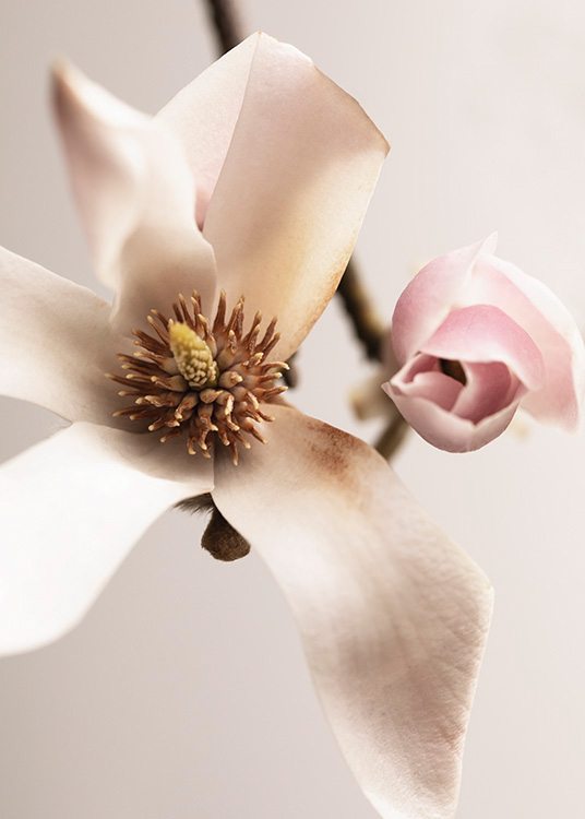  – Fotografie mit der Nahaufnahme einer weißen Magnolie neben einer rosa Magnolienknospe vor einem hellrosa Hintergrund