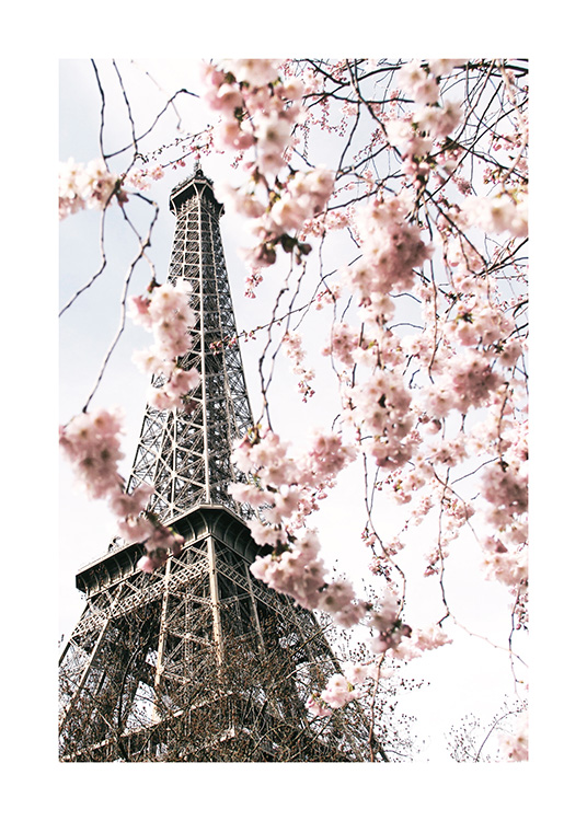 – Fotografie eines Baumes mit rosa Kirschblüten vor dem Eiffelturm