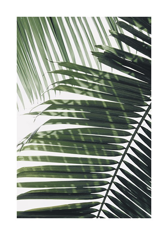  – Fotografie eines grünen Palmenblattes mit einem weiteren Blatt im Hintergrund