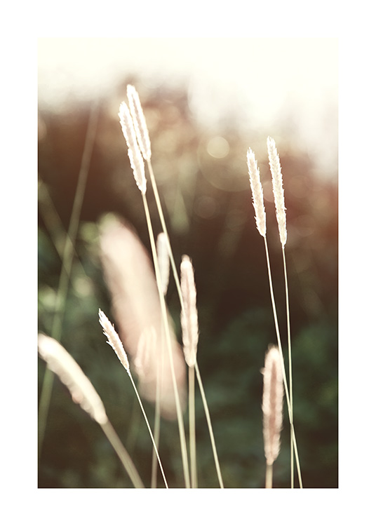 – Fotografie von Gräsern im Sonnenlicht, mit einem dunkelgrünen, verschwommenen Hintergrund