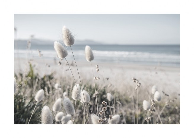  – Fotografie von Dünengras mit weißen Blumen, mit dem Meer und einem Strand im Hintergrund