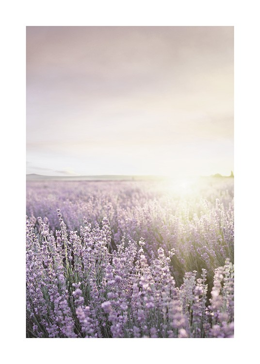  – Fotografie eines Feldes mit lila Lavendelblüten mit der Sonne im Hintergrund